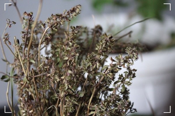 Thyme or wild thyme (Thymus serpyllum)