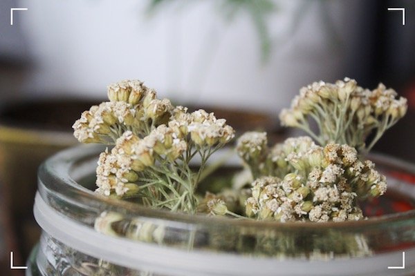 Hajduk grass or Yarrow [Achillea millefolium]