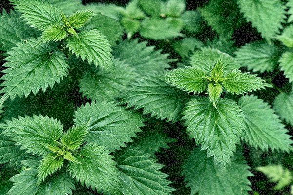 Nettle against seasonal allergies