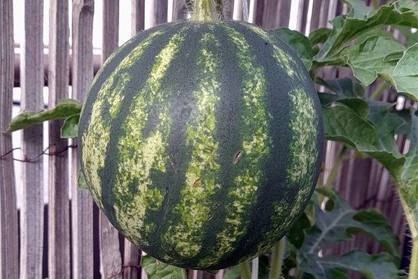 My first organic watermelon :) 