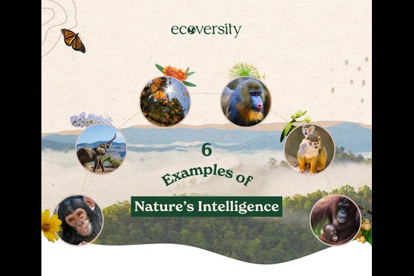 6 examples of Nature's Intelligence 