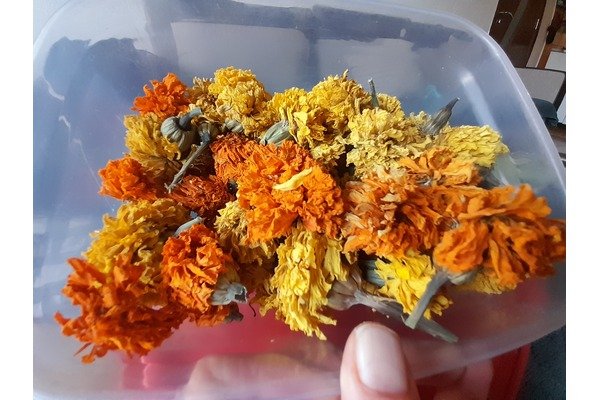 Tagetes